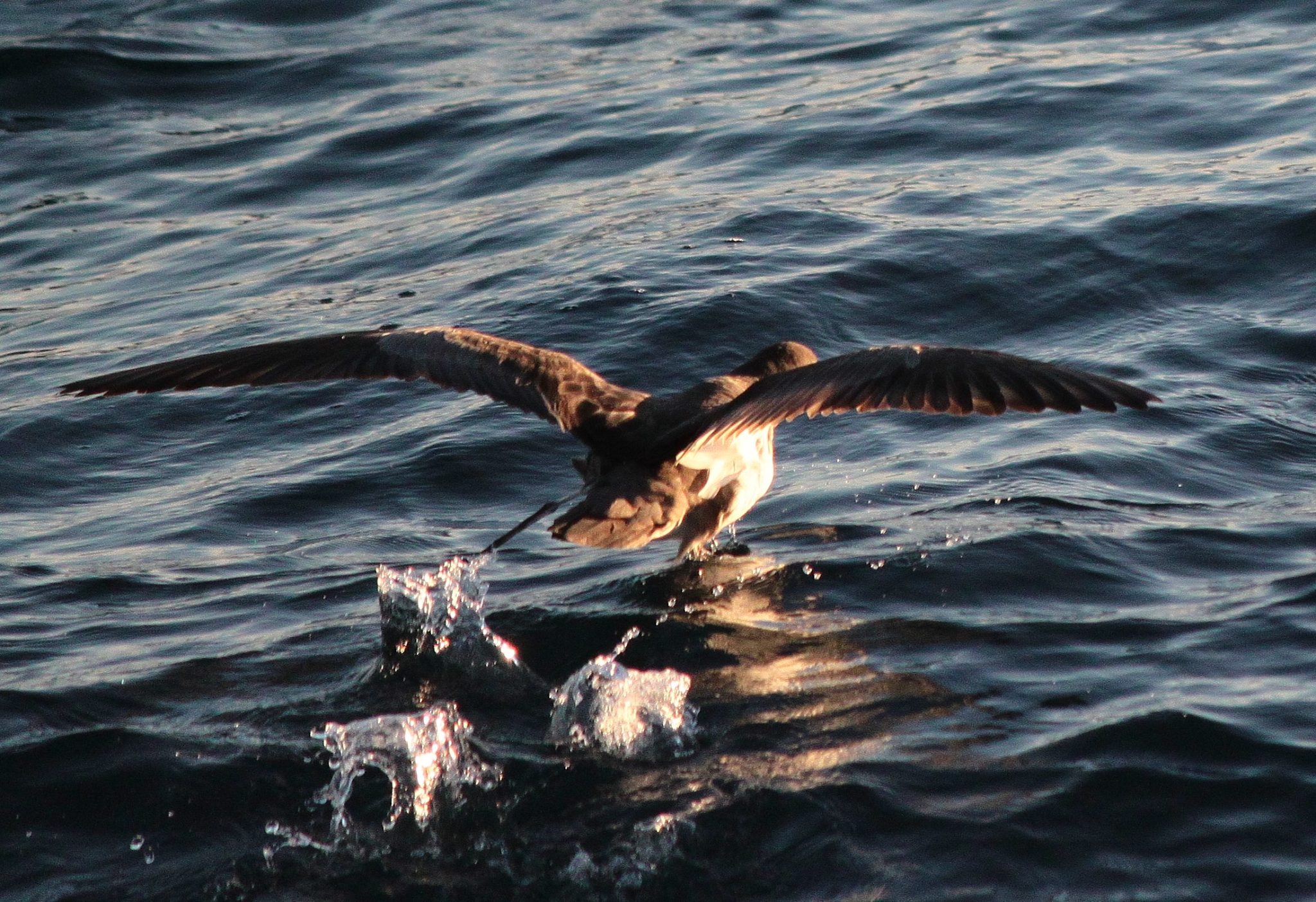 Seabird mitigation measures 2023 – New Zealand Sport Fishing Council